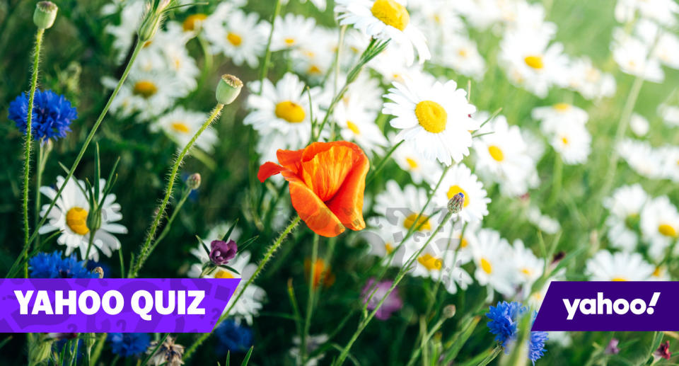 Alle Blumen in diesem Bild haben es in unser heutiges Quiz geschafft. Erkennen Sie alle auf Anhieb? (Bild: Getty Images)