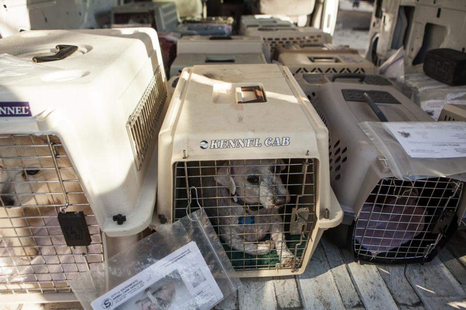 Dogs from the Front Street Animal Shelter sit in crates ahead of their flight in Sacramento