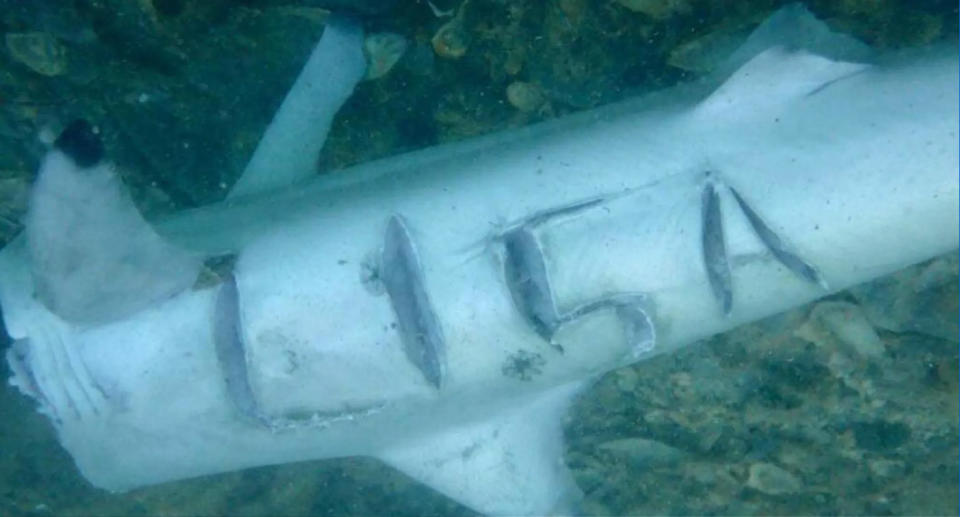 Dead shark with 'LISA' carved on the skin is seen floating in the water.