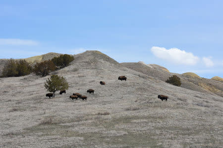 A small herd of buffalo grazes near the Sage Creek campground in the Badlands National Park outside of Wall, South Dakota, U.S., April 19, 2018. REUTERS/Stephanie Keith