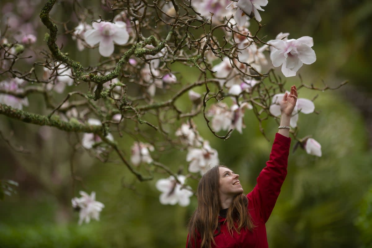 EMBARGOED TO 0001 MONDAY MARCH 20 Undated handout photo issued by the National Trust of the National Trust’s Polly Caines admiring admiring the magnolia sargentiana at Glendurgan Gardens near Falmouth in Cornwall. The National Trust have said cold weather, wind, and snow have delayed spring blossoms across the UK. Recent cold snaps, alongside the driest February in thirty years have made an impact on flowering trees and hedgerows, leaving many blooms “on pause.” Issue date: Monday March 20, 2023. (PA Media)