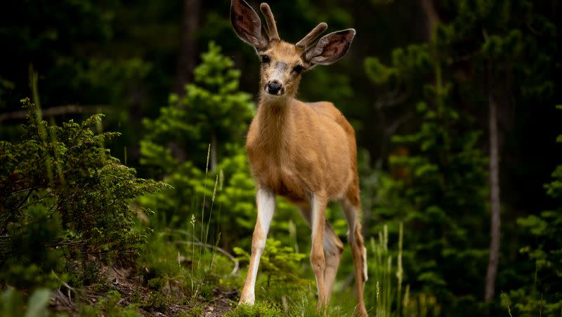 A deer walks near the headwater of the Colorado River in Rocky Mountain National Park in Colorado on Thursday, July 14, 2022. Chronic Wasting Disease (CWD), also known as the “zombie deer disease” has been detected in multiple North American deer populations.