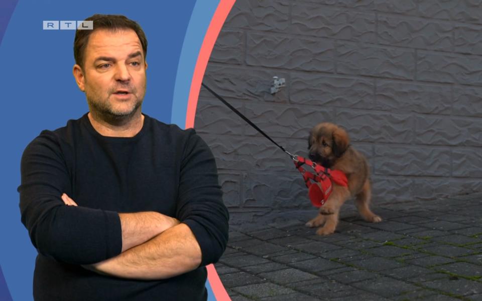 Hundetrainer Martin Rütter ist entsetzt: Welpe Elli befreit sich aus dem Geschirr und reißt sich los. (Bild: RTL )