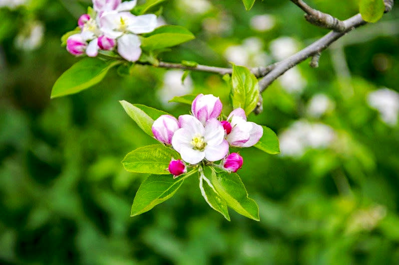 蘋果花綻放嬌顏(圖片來源：福壽山農場)