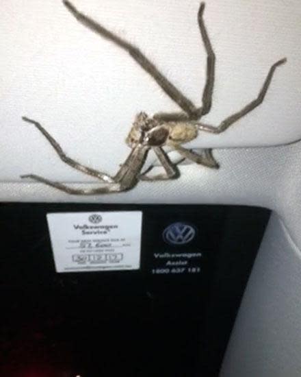 Woman finds giant spider inside bra while shopping at Kmart - NZ Herald