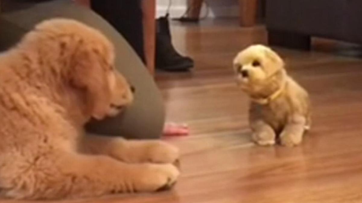 Golden Retriever Puppy Is Totally