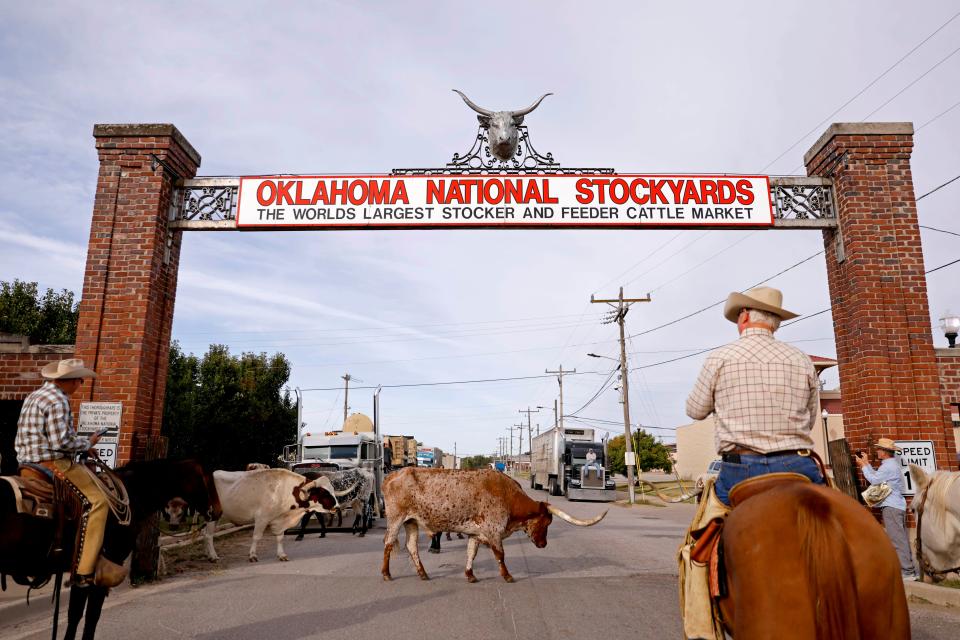 Slash O' Ranch Longhorns are seen before they paraded down Exchange Avenue to kickoff the Stockyards Stampede at the historic Stockyards City district in Oklahoma City, Saturday, Oct. 21, 2023.