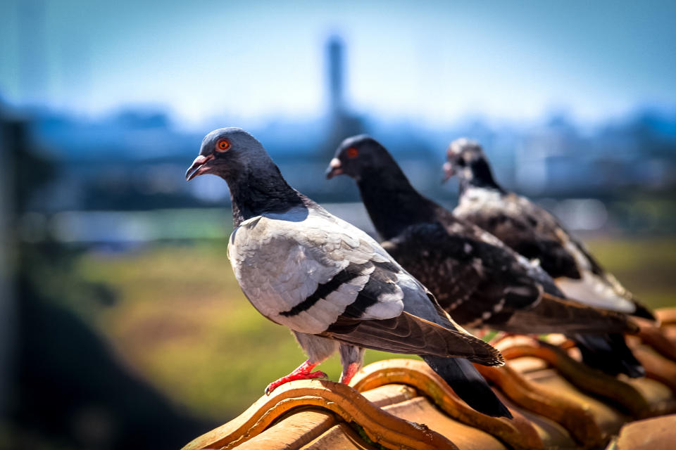 Nicht alle Tauben können wild in der Stadt überleben (Symbolbild: Getty Images)