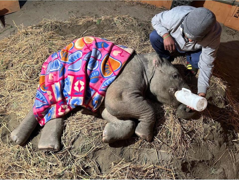 A veterinary worker at the Wildlife SOS Elephant Conservation and Care Center in Mathura, Uttar Pradesh, northern India, feeds Bani, a 9-month-old female elephant injured in a train strike. / Credit: Courtesy of Wildlife SOS