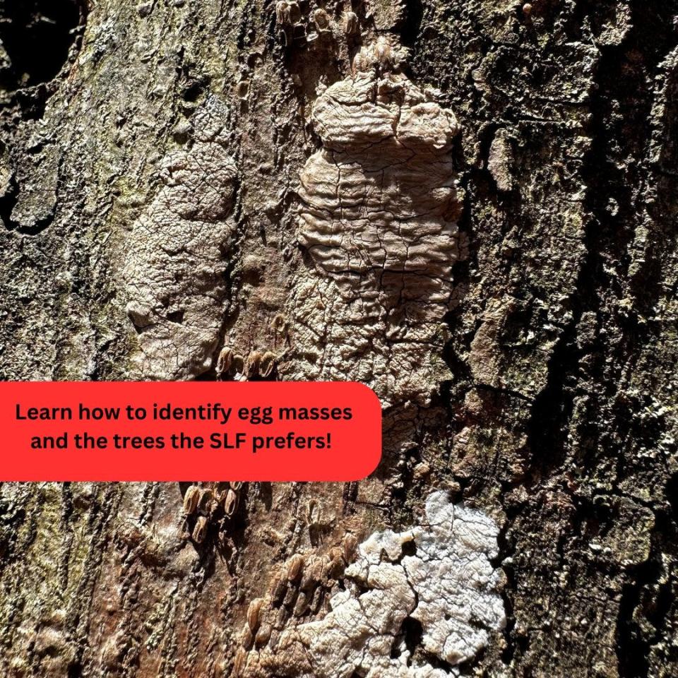 Spotted Lanternfly eggs