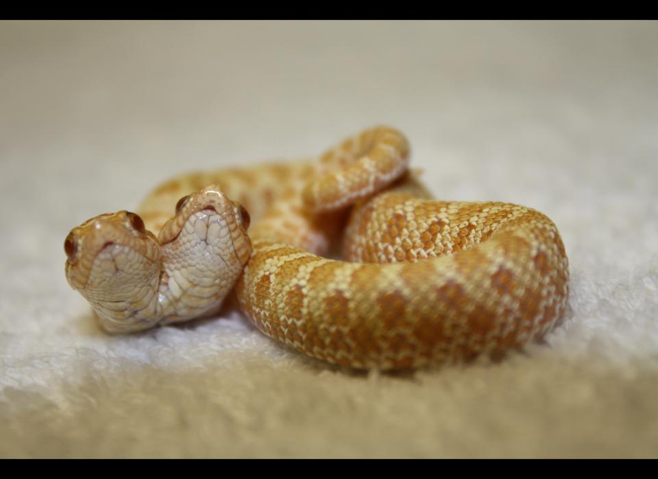 Ray says Lenny and Squiggy, a two-headed Albino Hognose snake, is considered by most to be the rarest snake on Earth.  