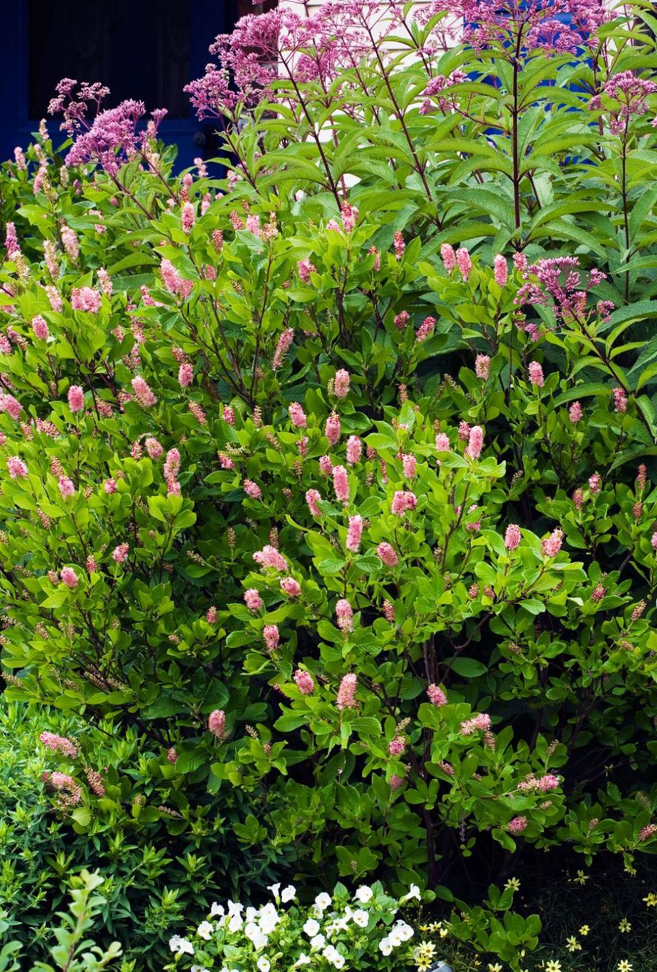 Shrubs: Clethra