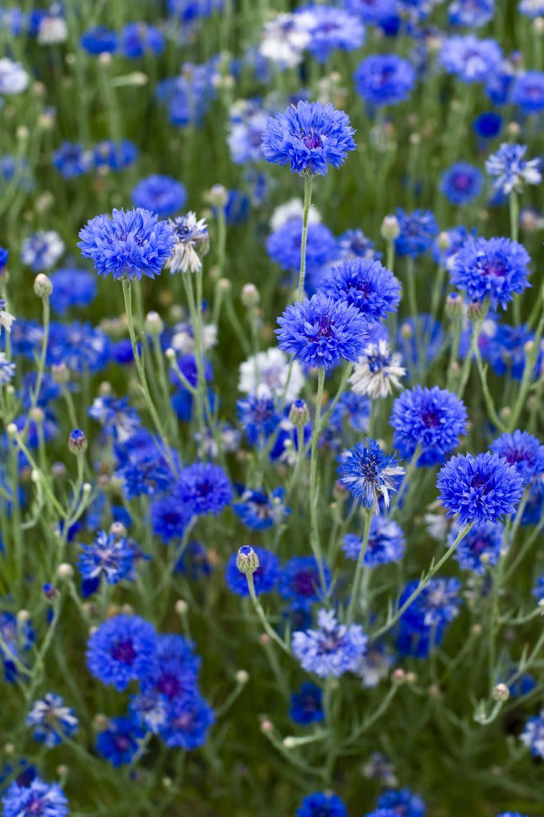 flower meanings, blue cornflowers 