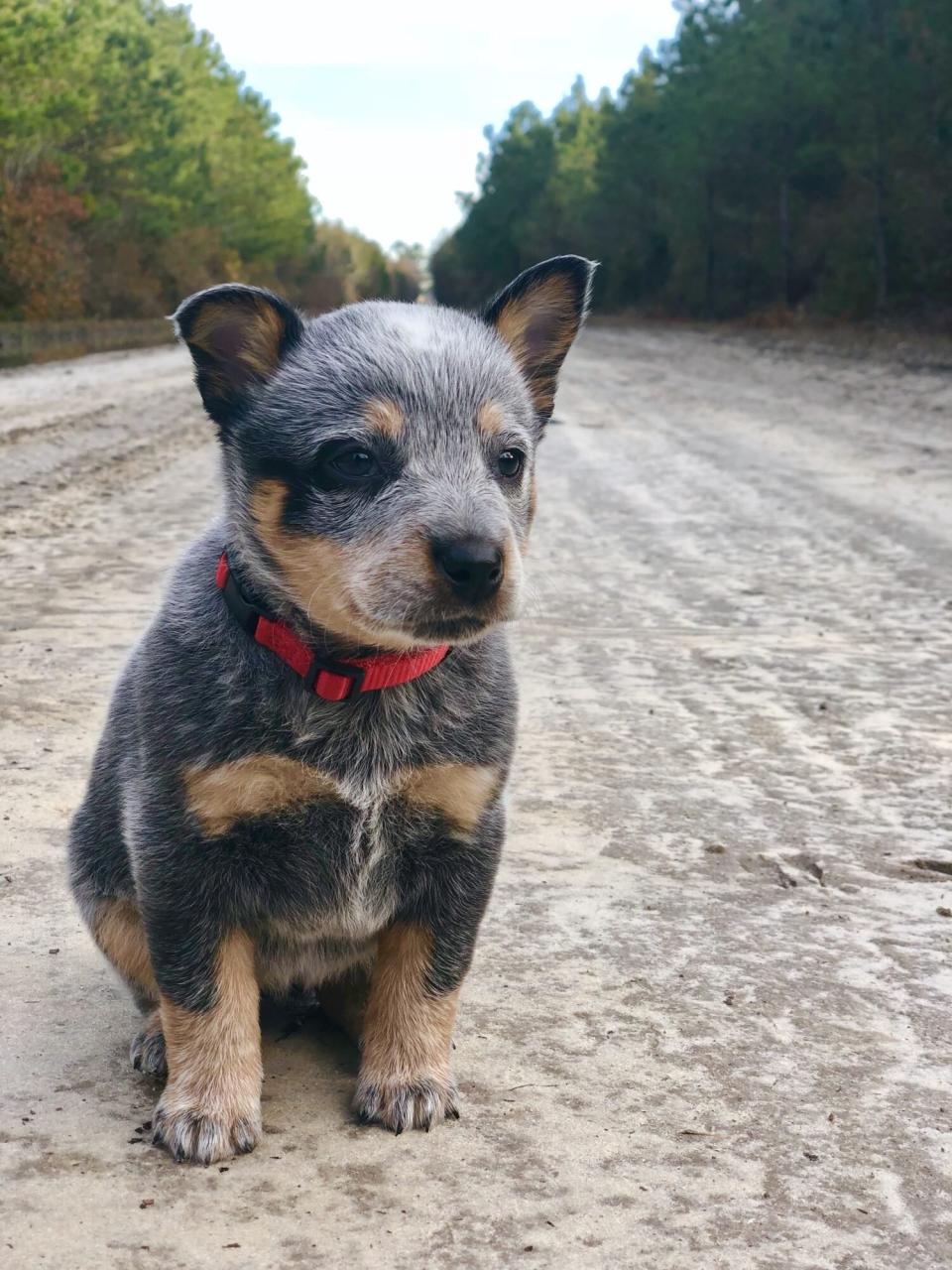 australian cattle dog puppy sits on dirt road