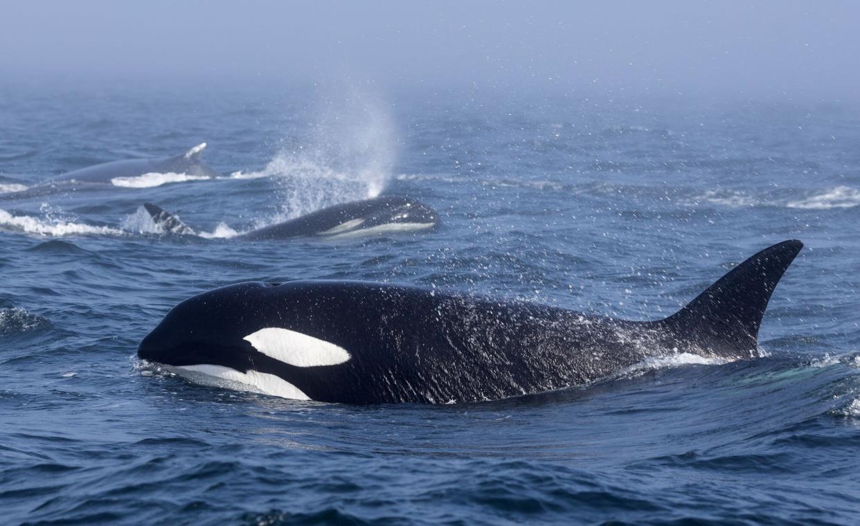 ORCAS, HUMPBACKS CLASH IN TENSE ENCOUNTER