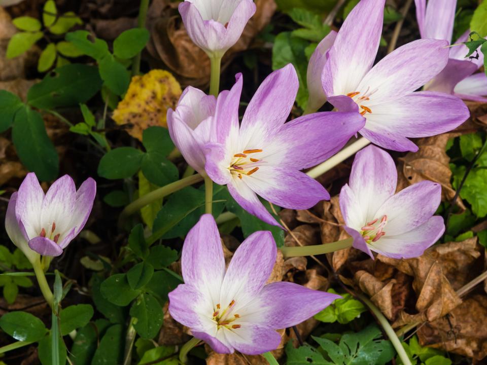 Autumn crocus are a season treat to the eyes but not a safe treat for pets.