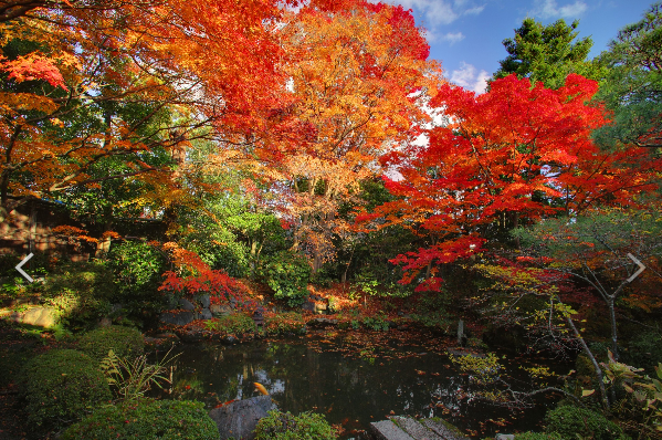 日本秋楓紅葉美景。（圖／業者提供）