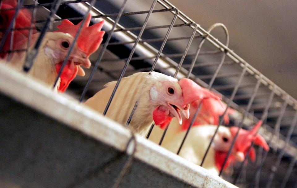 Chickens huddle in their cages at an egg processing plant at the Dwight Bell Farm in Atwater, Calif. A measure approved by Gov. Kate Brown mandates all eggs produced or sold in Oregon must come from cage-free hens by 2024. The measure signed Monday applies to commercial farms with 3,000 or more chickens.