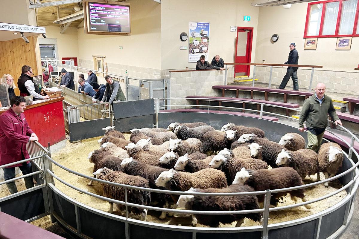 Michael Winchester in the Skipton ring with Herdwicks from the Read family <i>(Image: CCM Auctions)</i>