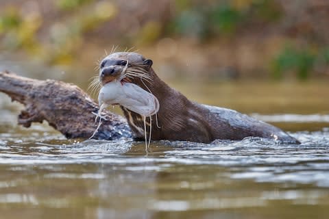 A giant river otter and its lunch - Credit: GETTY