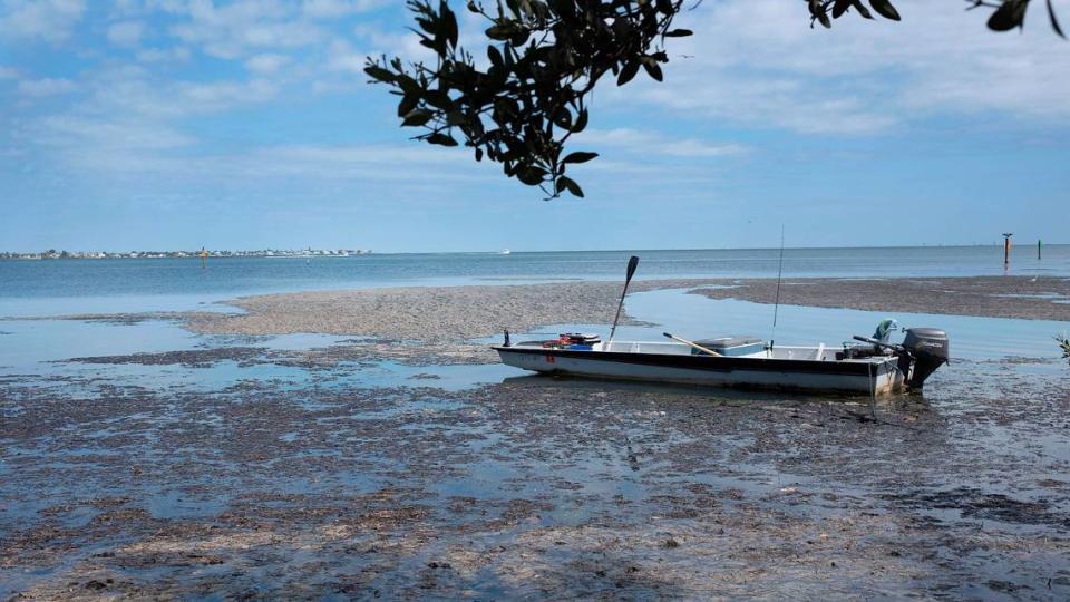 Large brown mats of decaying algae were present along the shores of coastal Manatee County and Anna Maria Island this week. A boat floats through the algae on Wednesday, April 24.