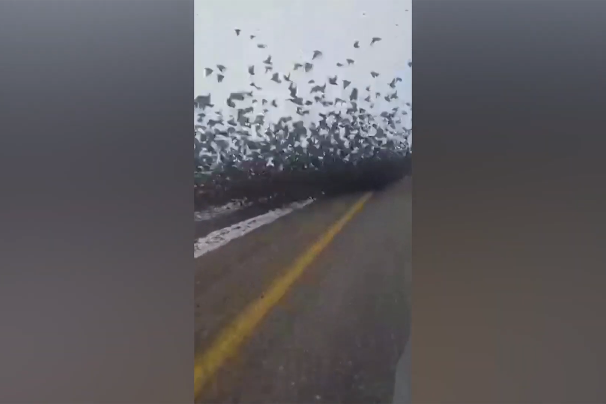 <p>Flock of starlings cause a roadblock</p> (The Independent)