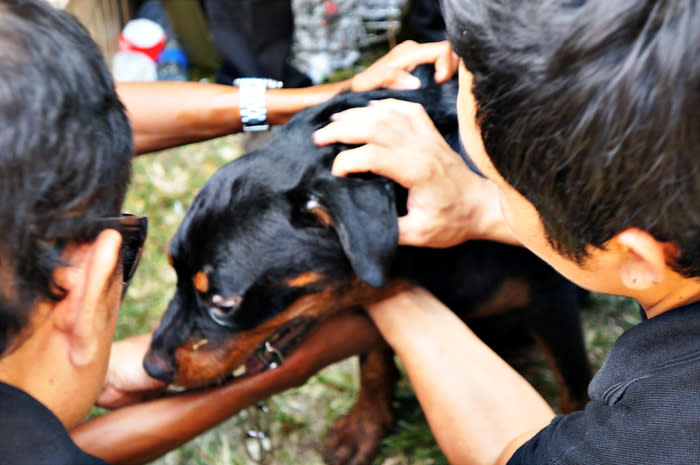 Bali's dog’s day out