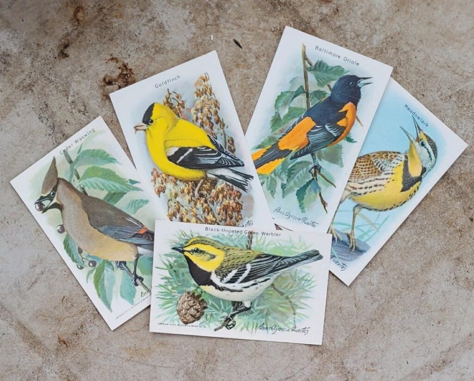 “Useful Birds of America” trading cards.
