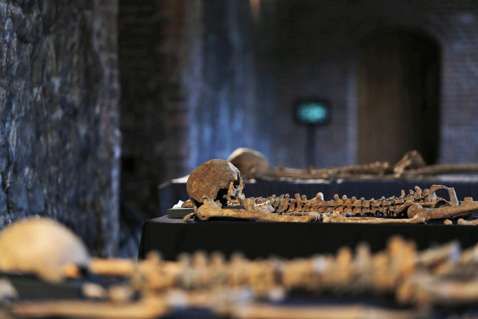 In this Wednesday, March 26, 2014 photo, some of the skeletons found by construction workers under central London's Charterhouse Square are pictured. Twenty-five skeletons were uncovered last year during work on Crossrail, a new rail line that's boring 13 miles (21 kilometers) of tunnels under the heart of the city. Archaeologists immediately suspected the bones came from a cemetery for victims of the bubonic plague that ravaged Europe in the 14th century. The Black Death, as the plague was called, is thought to have killed at least 75 million people, including more than half of Britain's population. (AP Photo/Lefteris Pitarakis)