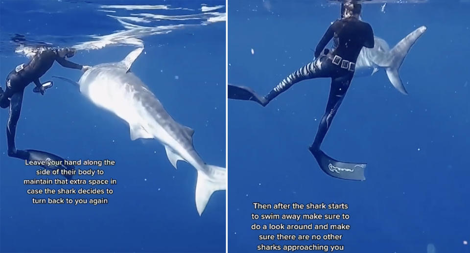 Andriana Fragola explains how to keep your distance from a huge tiger shark