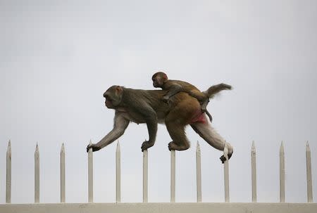 A monkey along with its baby walks on top of a gate at the ruins of the Feroz Shah Kotla mosque in New Delhi in this September 4, 2009 file photo. REUTERS/Parth Sanyal/Files