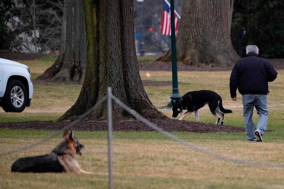 First dogs Champ and Major Biden on the South Lawn of the White House on Jan. 25, 2021. The pooches were seen trotting on the grounds with first lady Jill Biden.