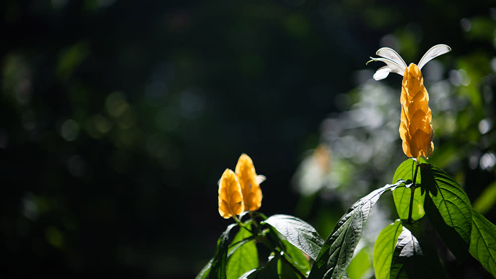 A golden shrimp plant on the lush property - Credit: Abbie Townsend