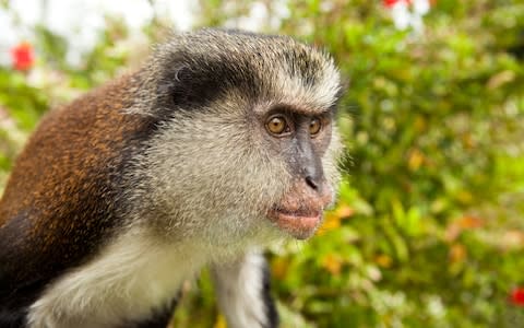 Grand Etang National Park, Grenada - Credit: © Michele Westmorland / DanitaDelimont.com/Danita Delimont