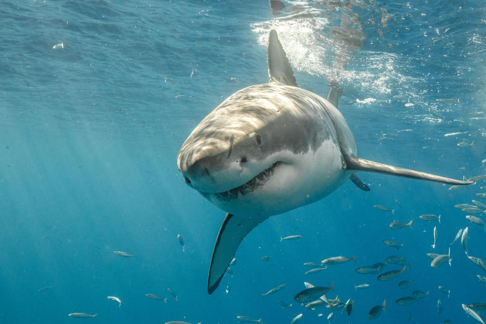 A great white shark swims near the ocean surface, surrounded by small fish