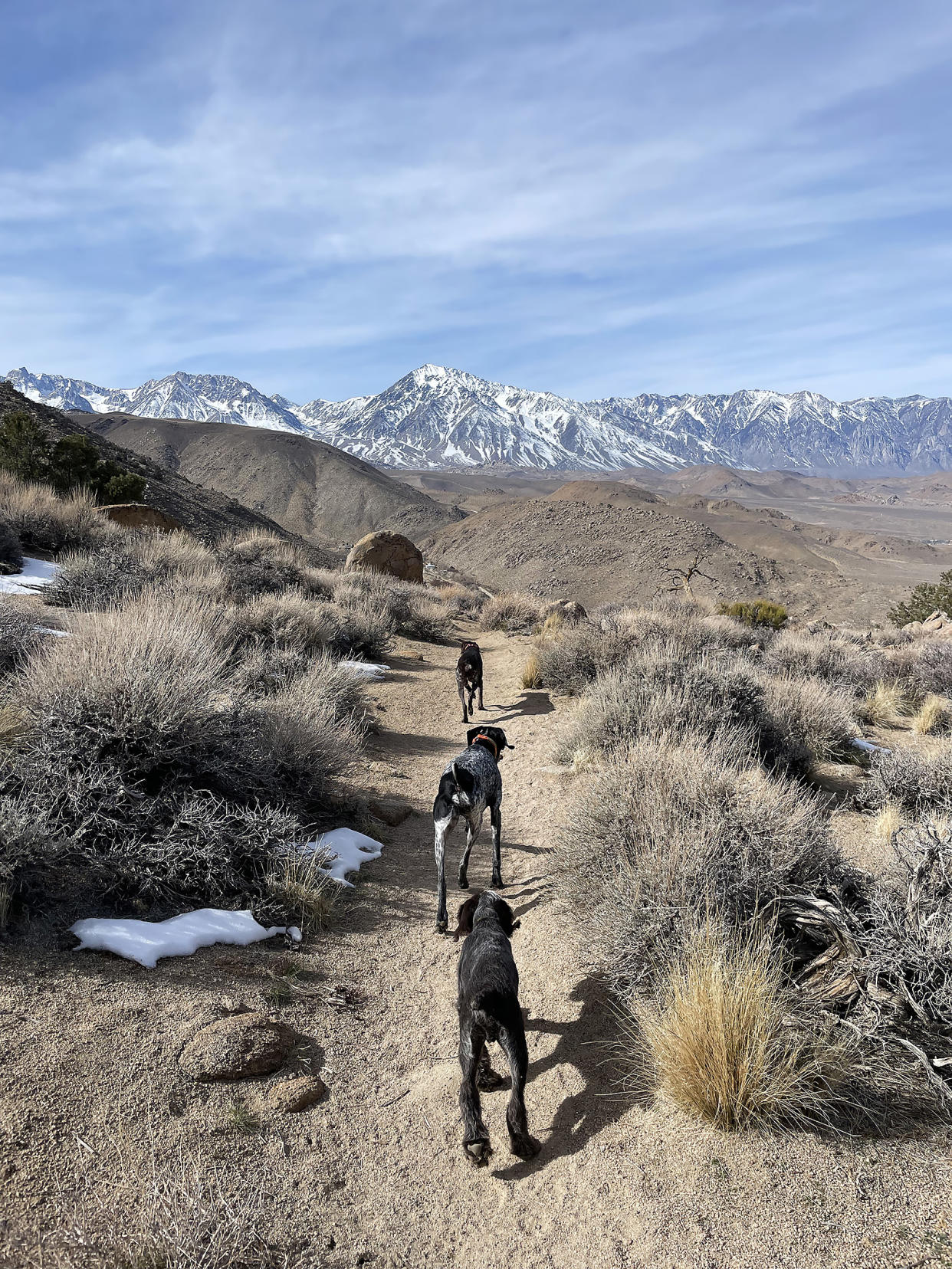 three dogs on a hike