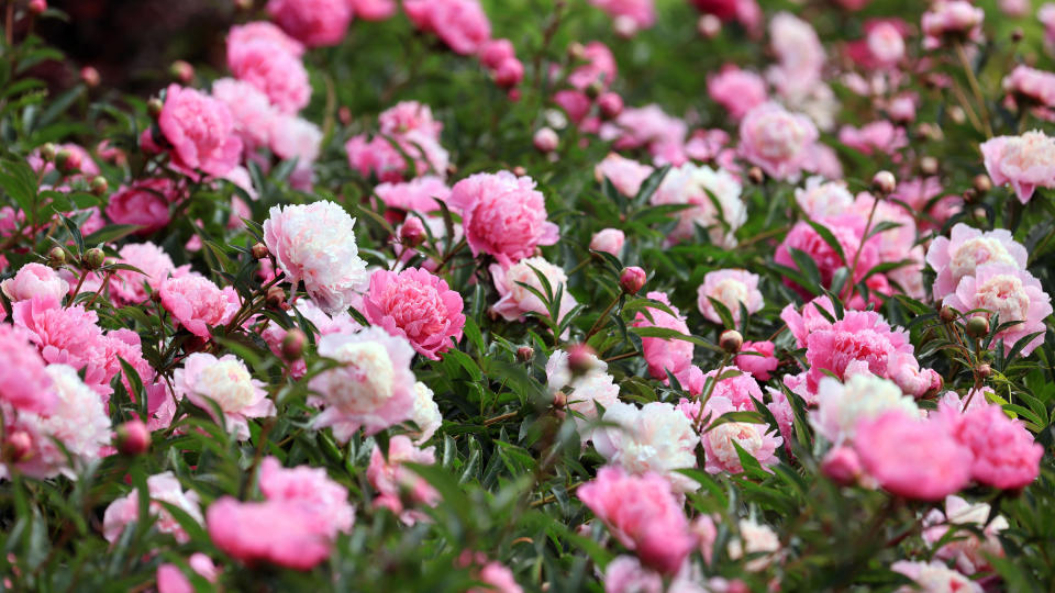 low maintenance perennial flowers (peonies)