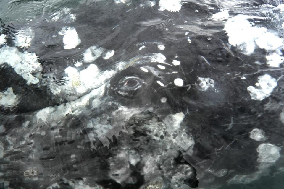 The eye of a gray whale can be seen just below the ocean's surface