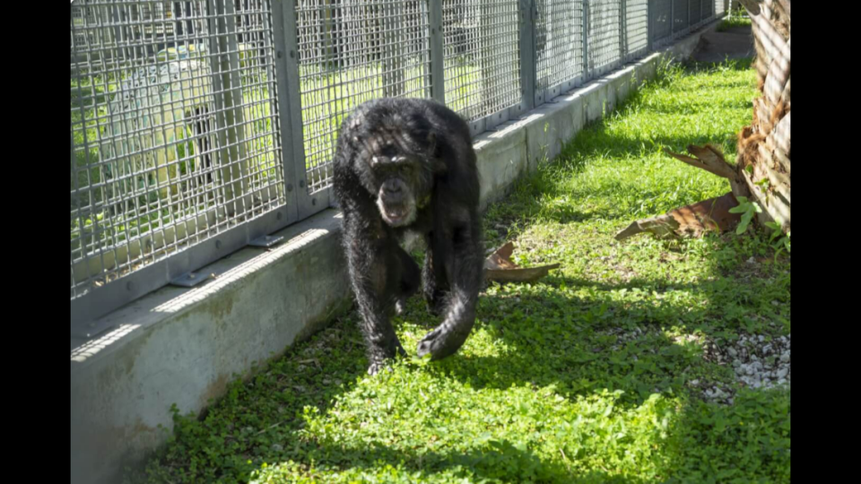 Tonka is now at the Save the Chimps sanctuary in Florida.