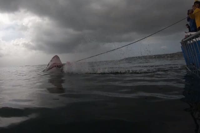 Great white shark breaches close to onlookers in attempt to eat bait dangling from boat