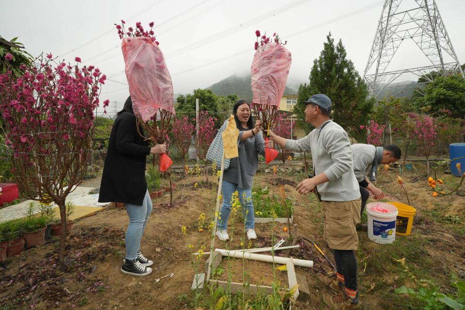 拿到一棵漂亮的桃花回家，客人必定笑逐顏開。