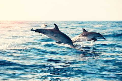 Spot dolphins in the Sado Estuary - Credit: Getty