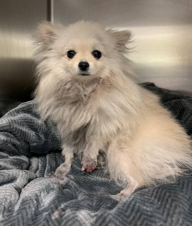 Sky the seven-month-old Pomeranian is expected to make a full recovery after being rescued by what police called 'kind-hearted citizens' from being dragged by a moving vehicle. (Peel Regional Police - image credit)