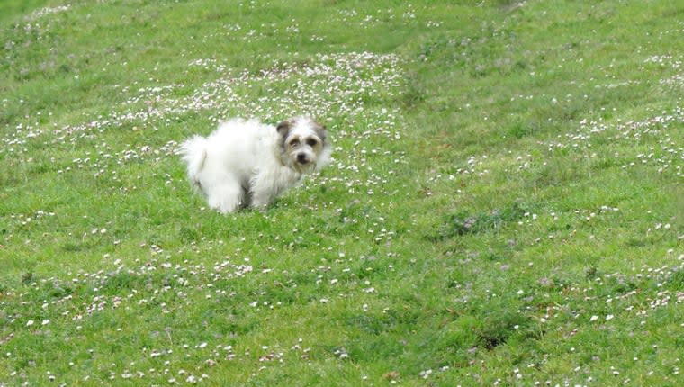 White Dog Poop: Is It Bad and Where Does It Come From?