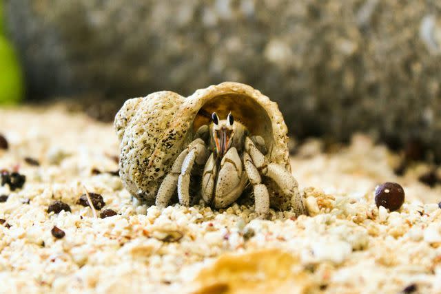 Pablo Zgraggen / EyeEm / Getty Images Hermit crabs require very little daily maintenance.
