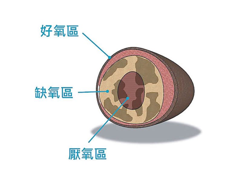 污泥珠分區提供3種溶解氧濃度予微生物淨化污水。