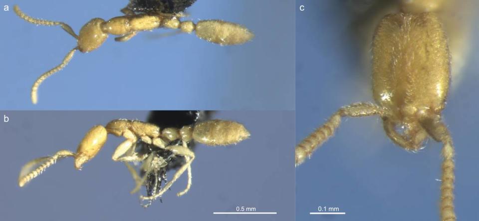 The ant is blind and uses its strong mandibles to hunt in the dark, researchers said. Mark K. L. Wong, Jane M. McRae/ZooKeys