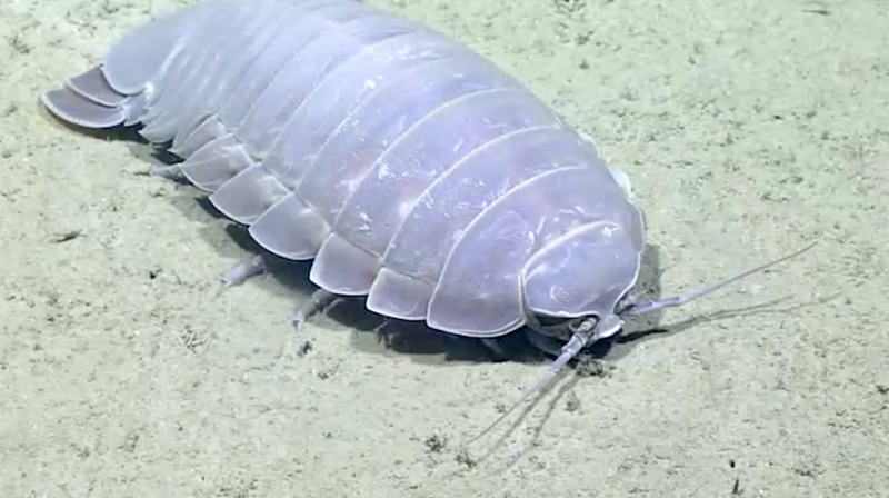 A giant isopod.