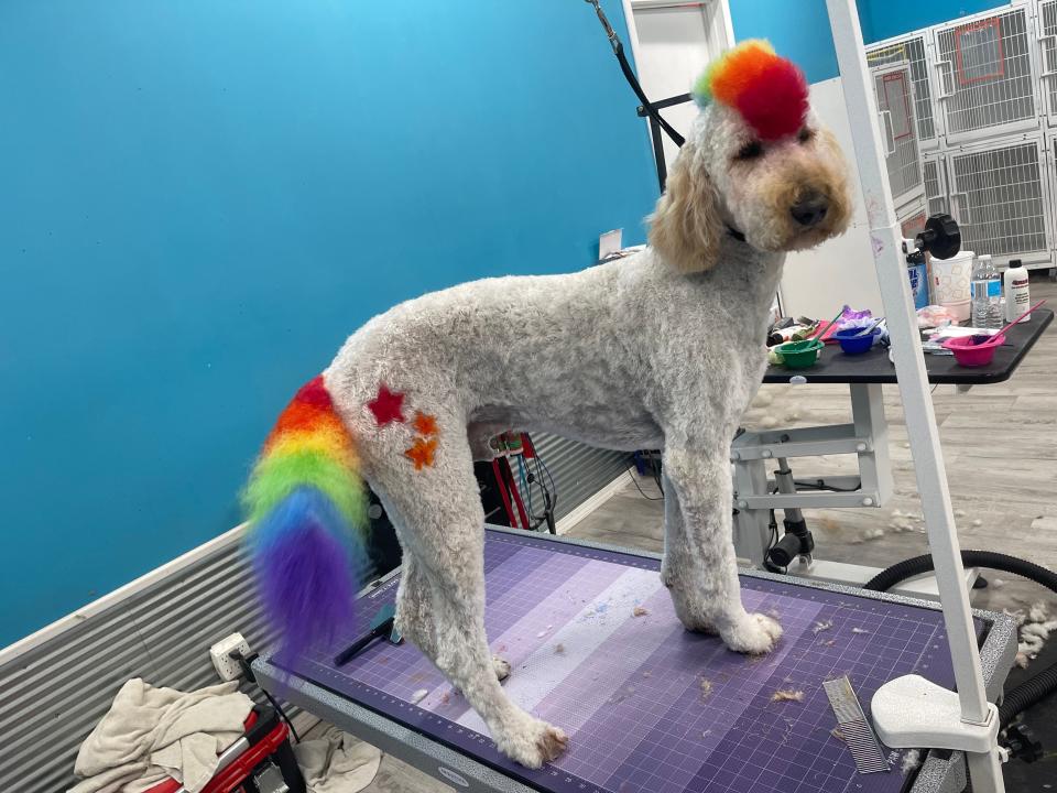 A dog is pictured after getting its fur dyed by groomer Hailey Degner who works at Muddy Paws in Freeport, Illinois.