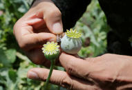 <p>A soldier holds a lanced poppy bulb to show how to extract the sap, which is used to make opium, during a military operation to destroy a poppy field in the municipality of Coyuca de Catalan, Mexico, April 18, 2017. (Photo: Henry Romero/Reuters) </p>